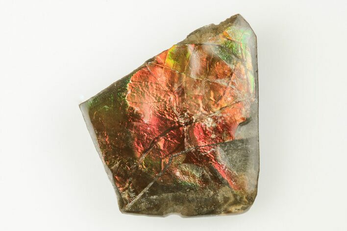 Iridescent Ammolite (Fossil Ammonite Shell) - Alberta, Canada #197595